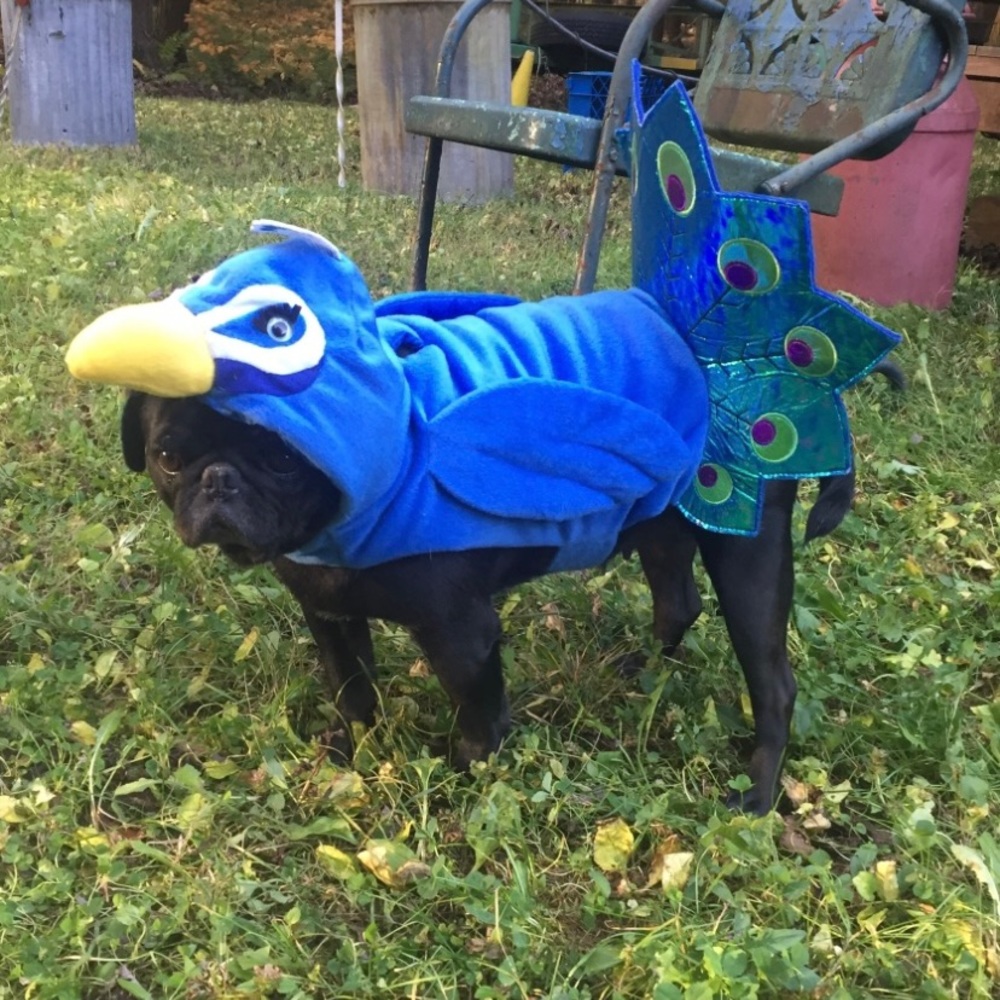 Dog Halloween Costume Peacock